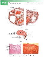 Sobotta  Atlas of Human Anatomy  Trunk, Viscera,Lower Limb Volume2 2006, page 209